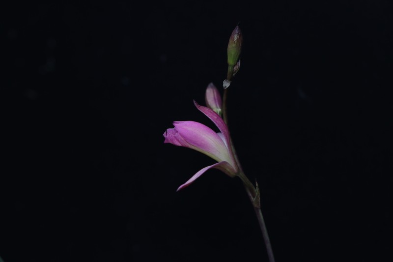 Bletia urbana photo 8
