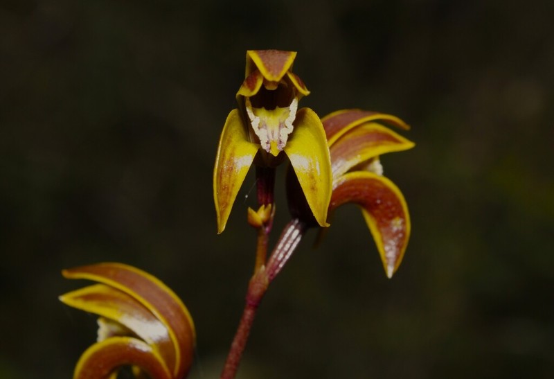 Bletia volubilis