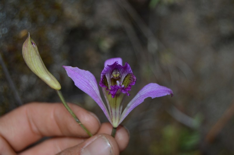 Bletia warfordiana