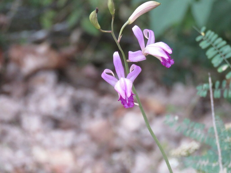Bletia warfordiana photo 2