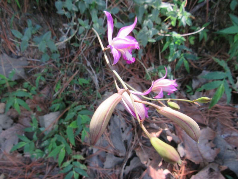 Bletia warfordiana photo 5