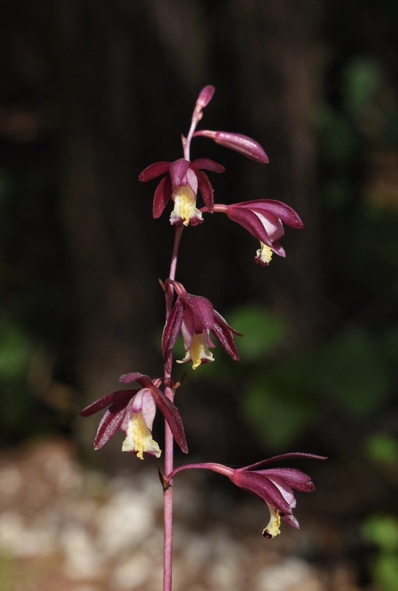 Texas Crested Coralroot
