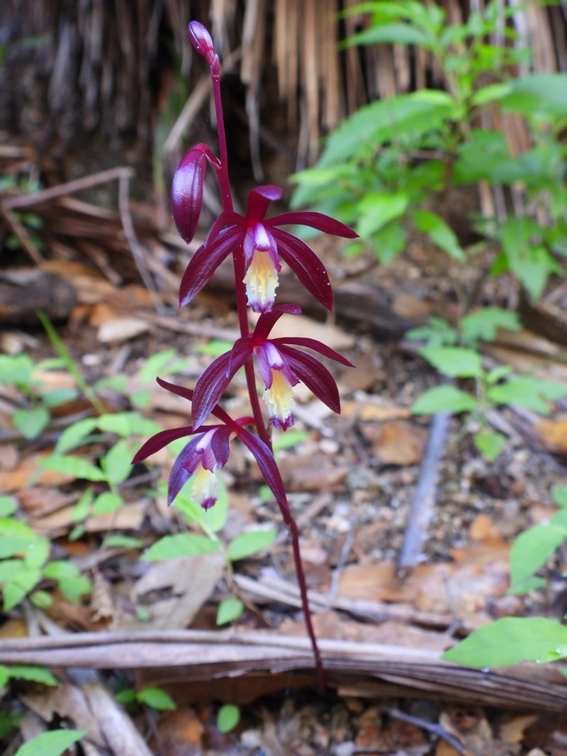Texas Crested Coralroot photo 2