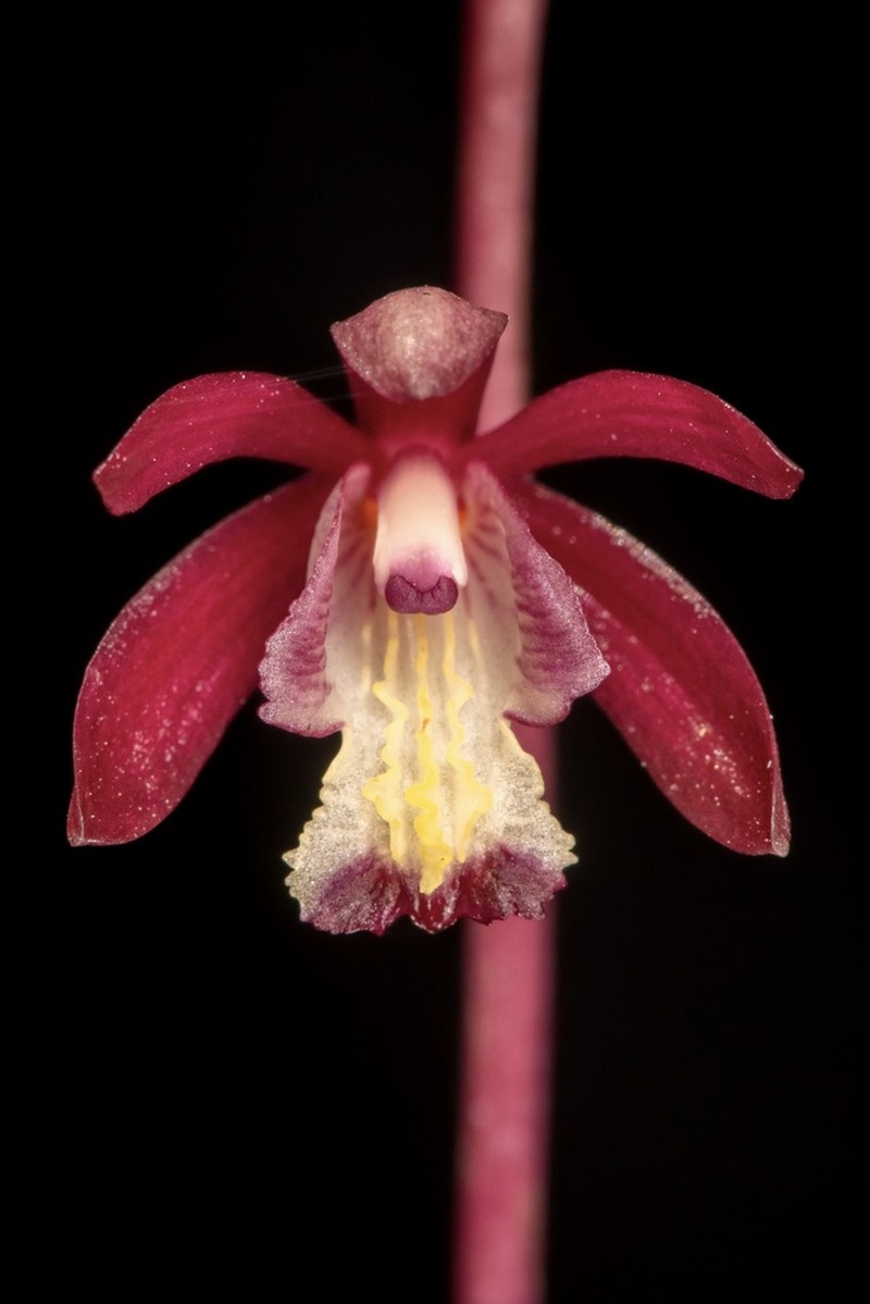 Texas Crested Coralroot photo 3