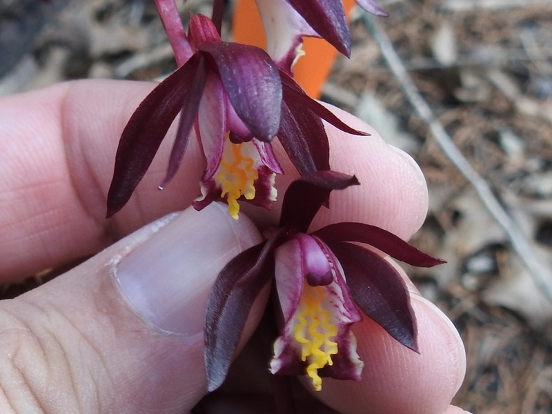 Texas Crested Coralroot photo 4
