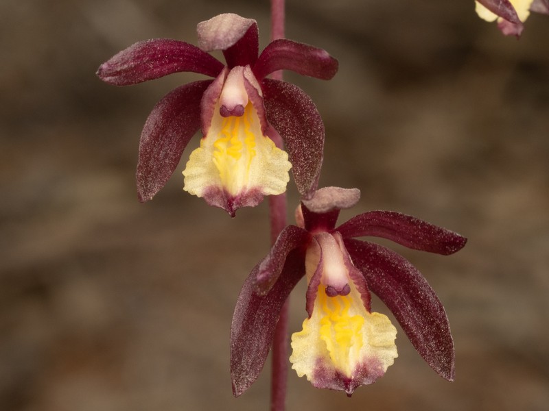 Texas Crested Coralroot photo 5