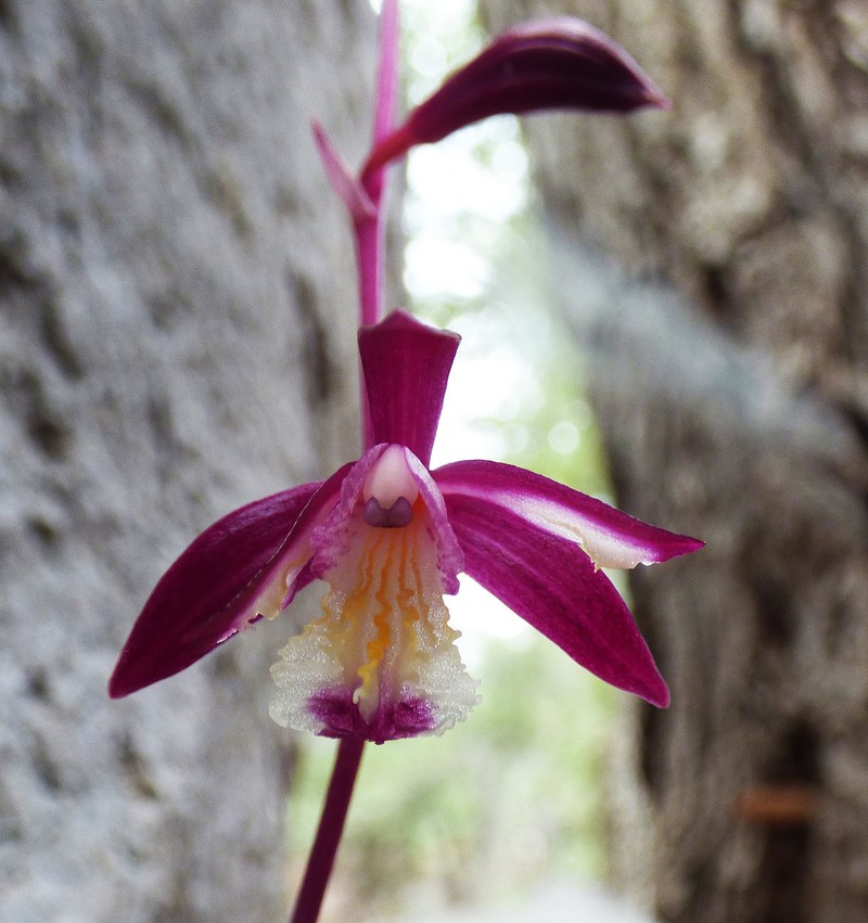 Texas Crested Coralroot photo 6
