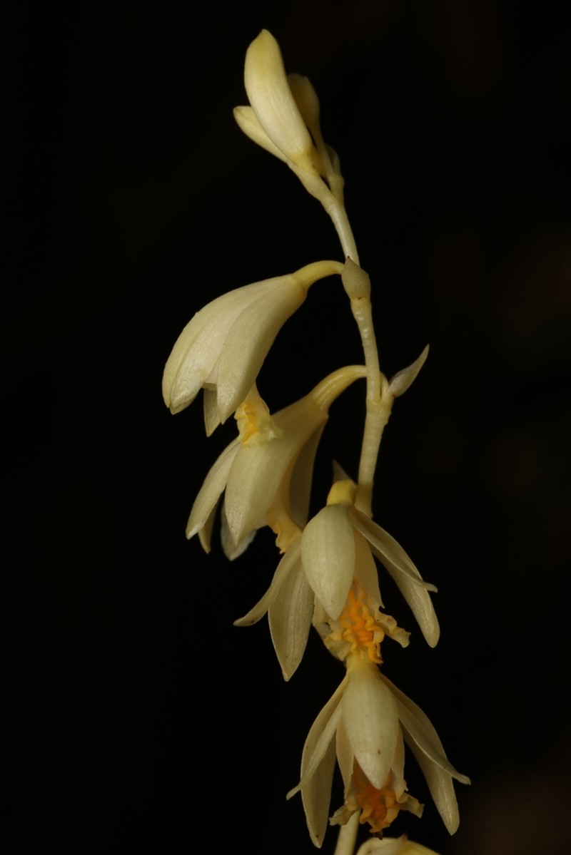 Texas Crested Coralroot photo 7