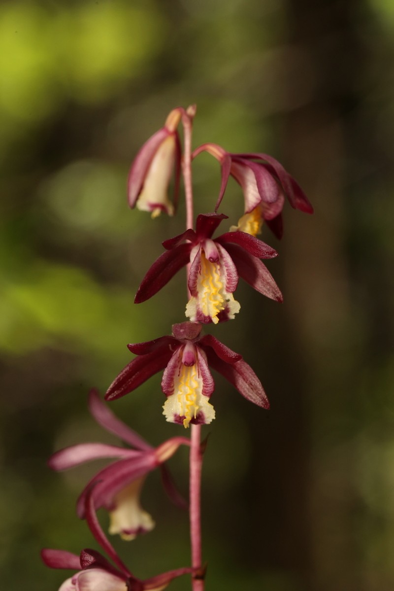 Texas Crested Coralroot photo 8