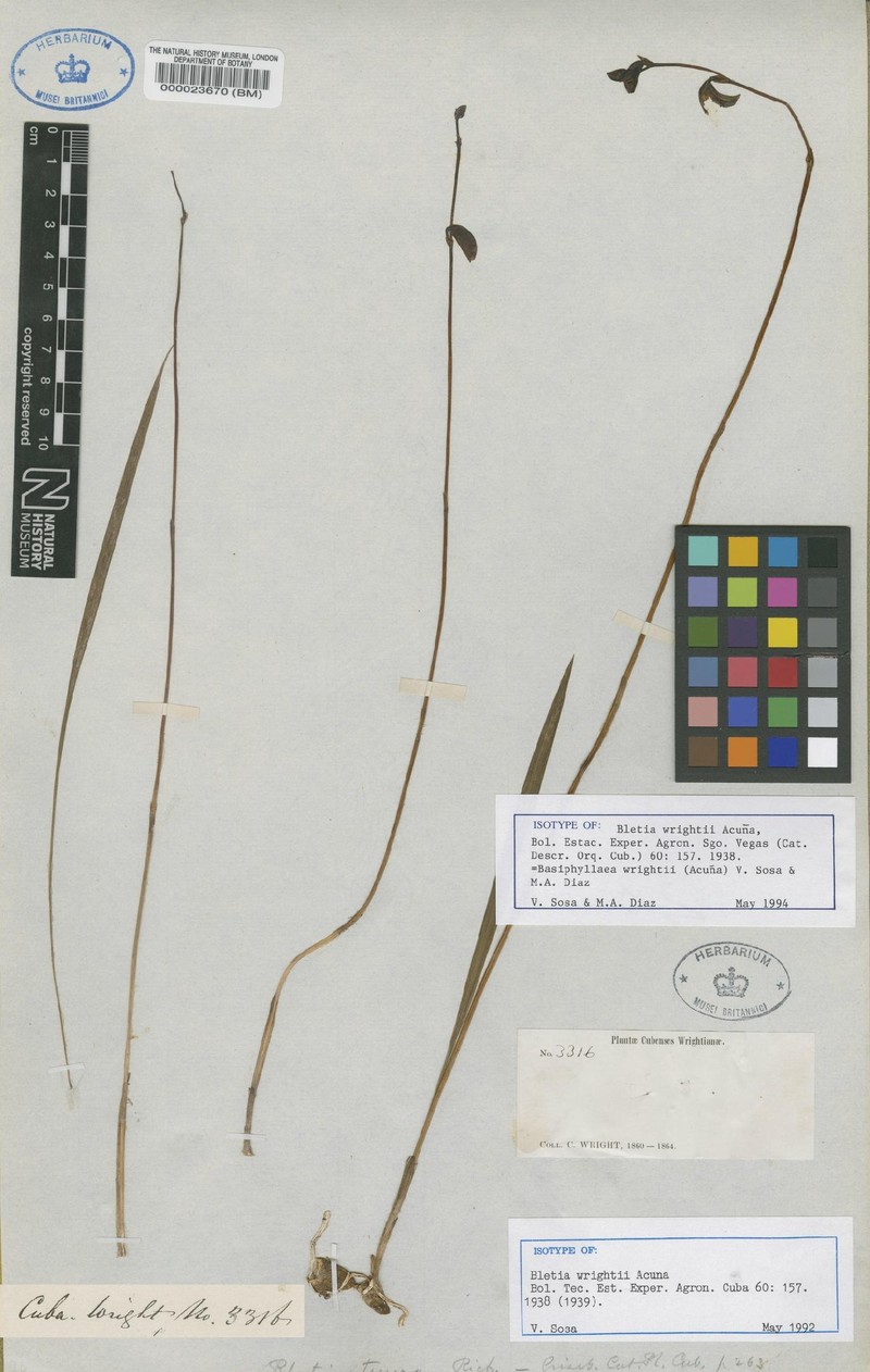 Bletia wrightii