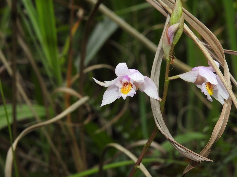 Bletilla formosana photo 2