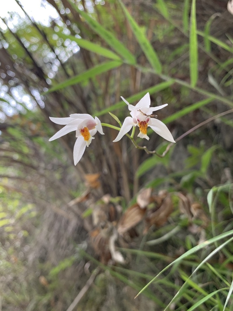 Bletilla formosana photo 3