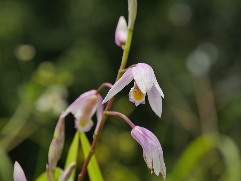 Bletilla formosana photo 4