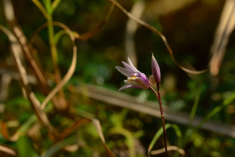 Bletilla formosana photo 5