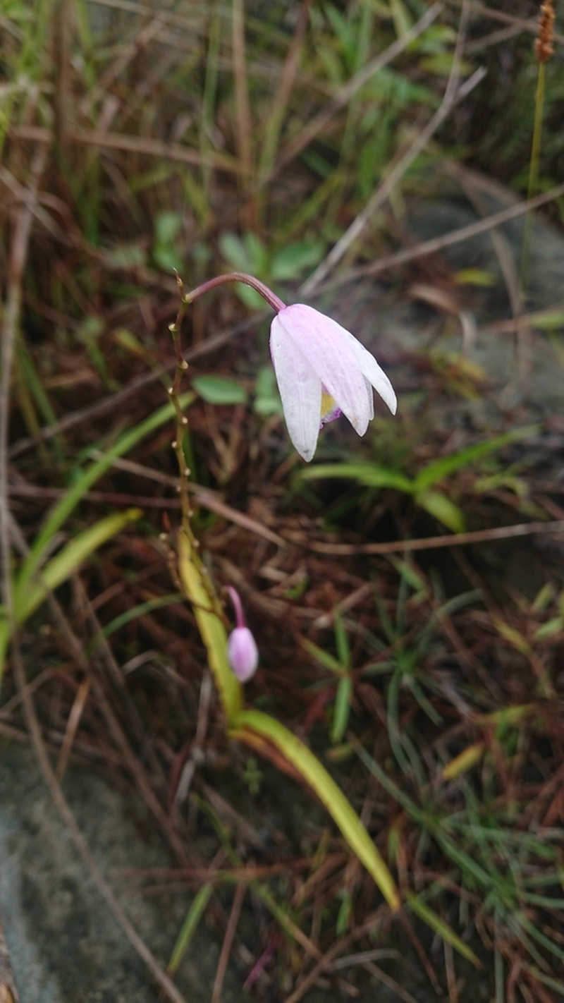 Bletilla formosana photo 8