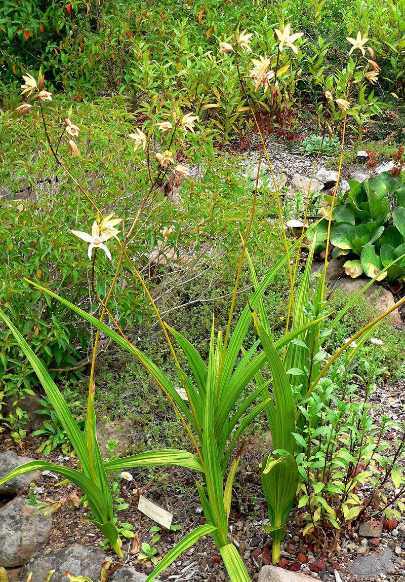 Bletilla ochracea photo 4