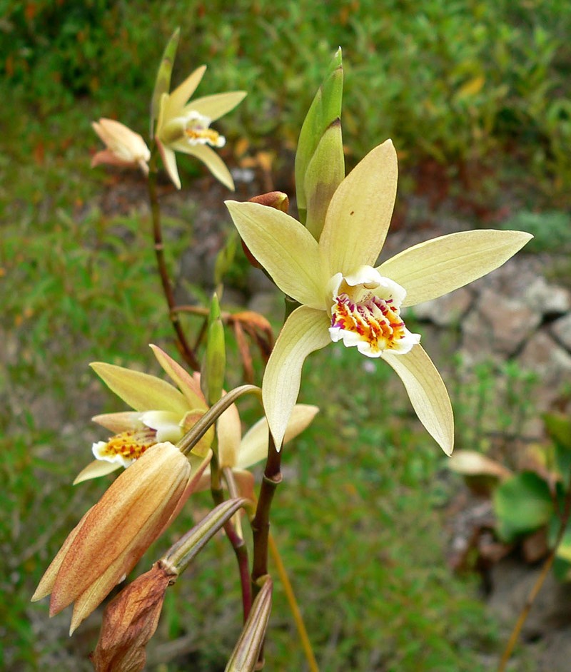 Bletilla ochracea photo 5