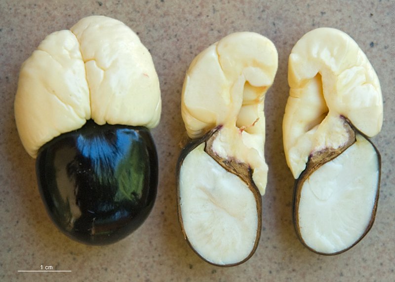 Akee photo 4