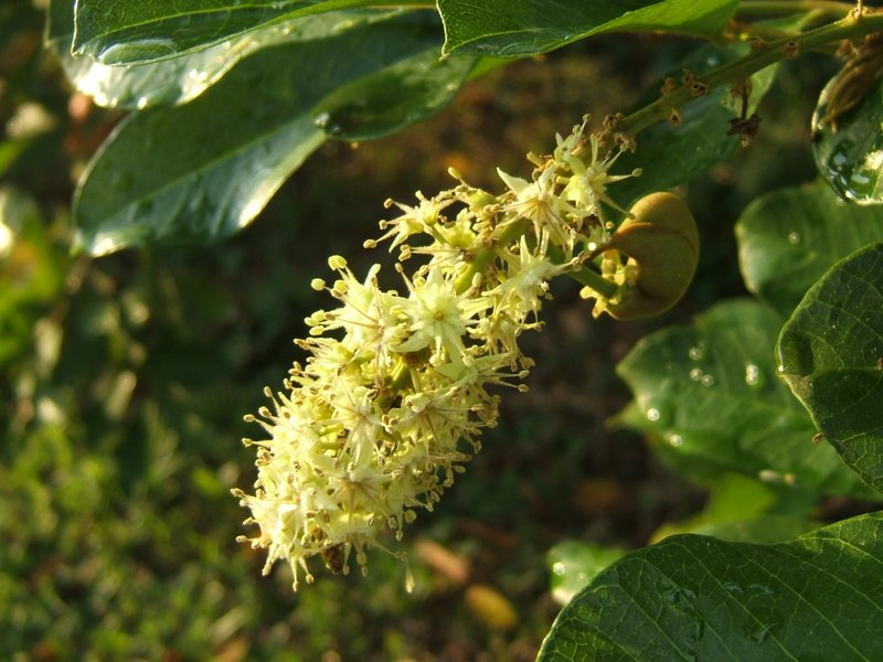 Akee photo 6