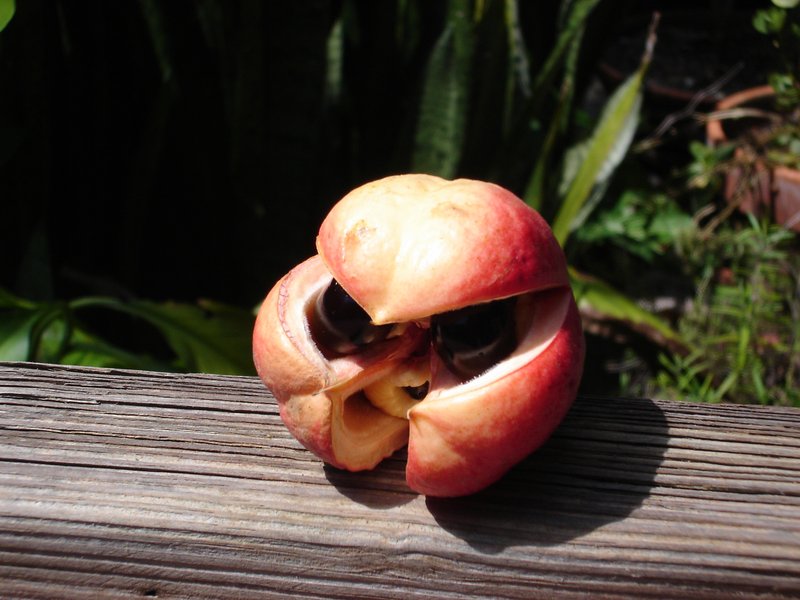 Akee photo 7
