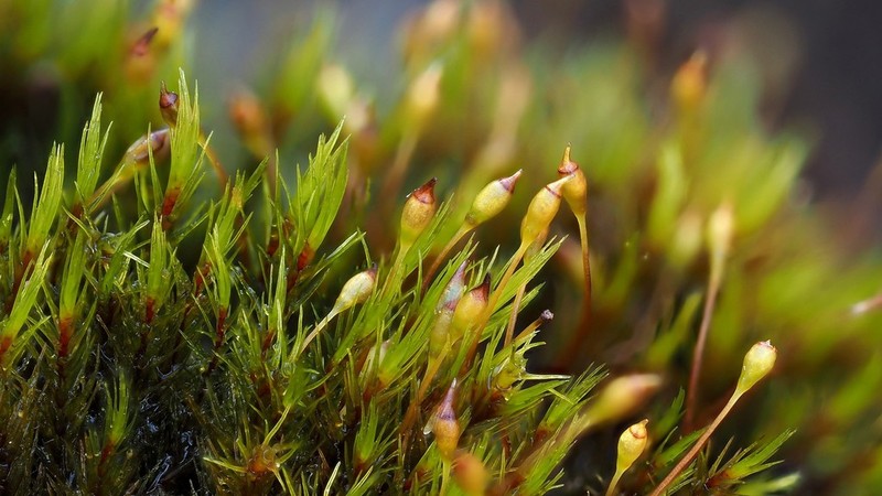 Acute Blindia Moss