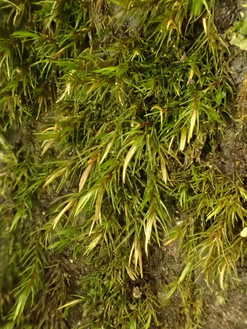 Acute Blindia Moss photo 2