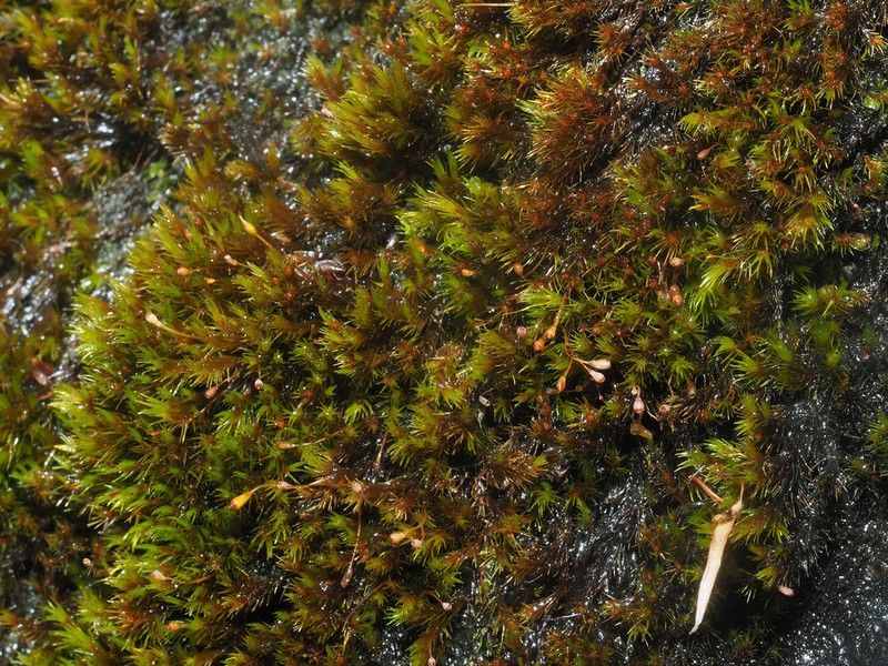 Acute Blindia Moss photo 3