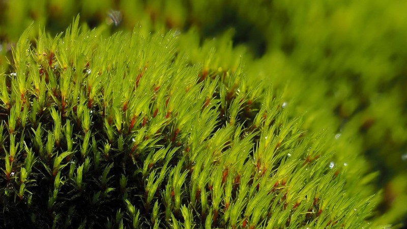 Acute Blindia Moss photo 4