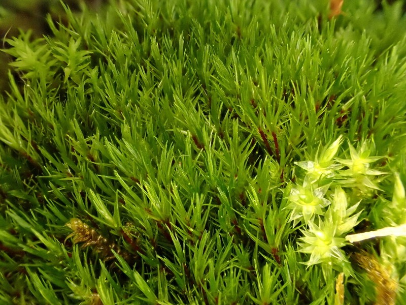 Acute Blindia Moss photo 5