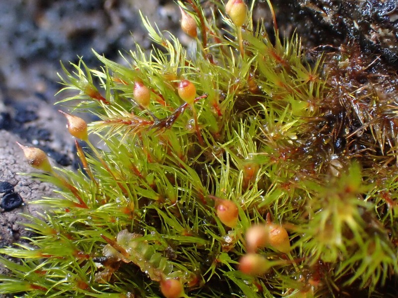 Acute Blindia Moss photo 6