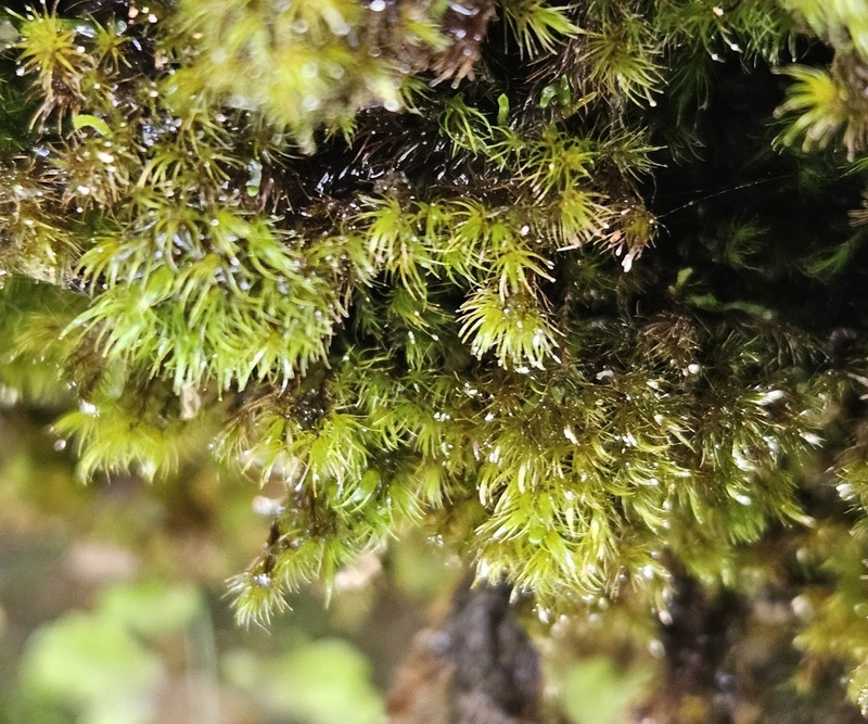 Acute Blindia Moss photo 7