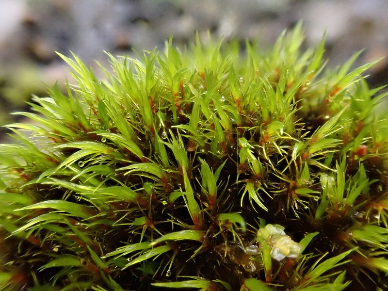 Acute Blindia Moss photo 8