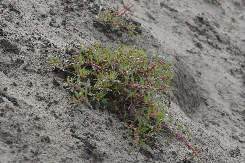 Blitum asiaticum