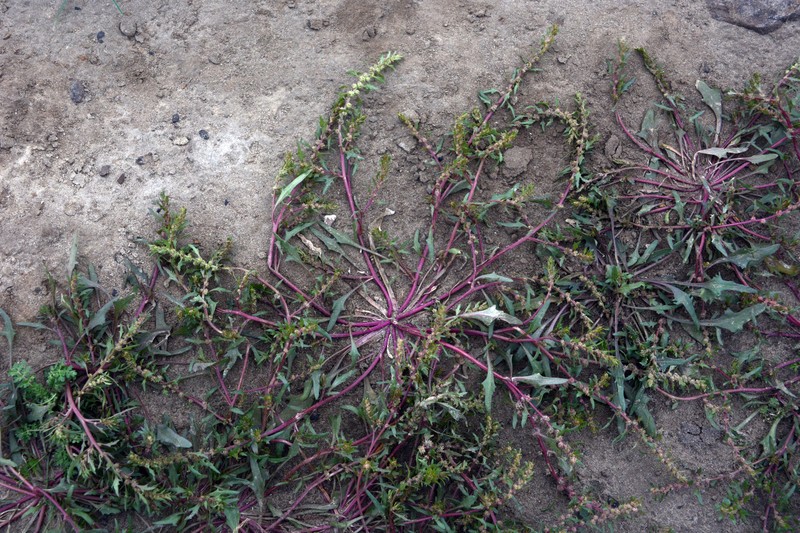 Blitum asiaticum photo 3