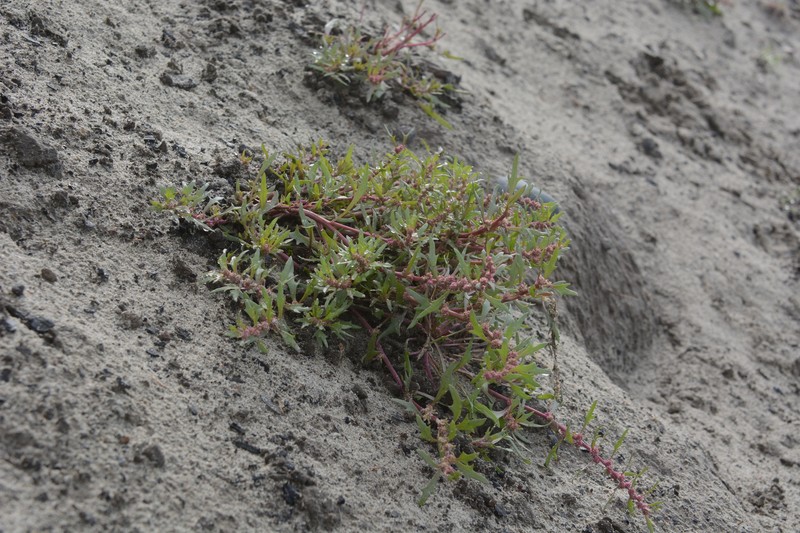 Blitum asiaticum photo 4