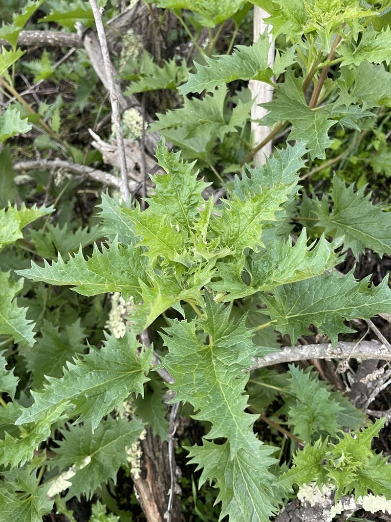 California Goosefoot