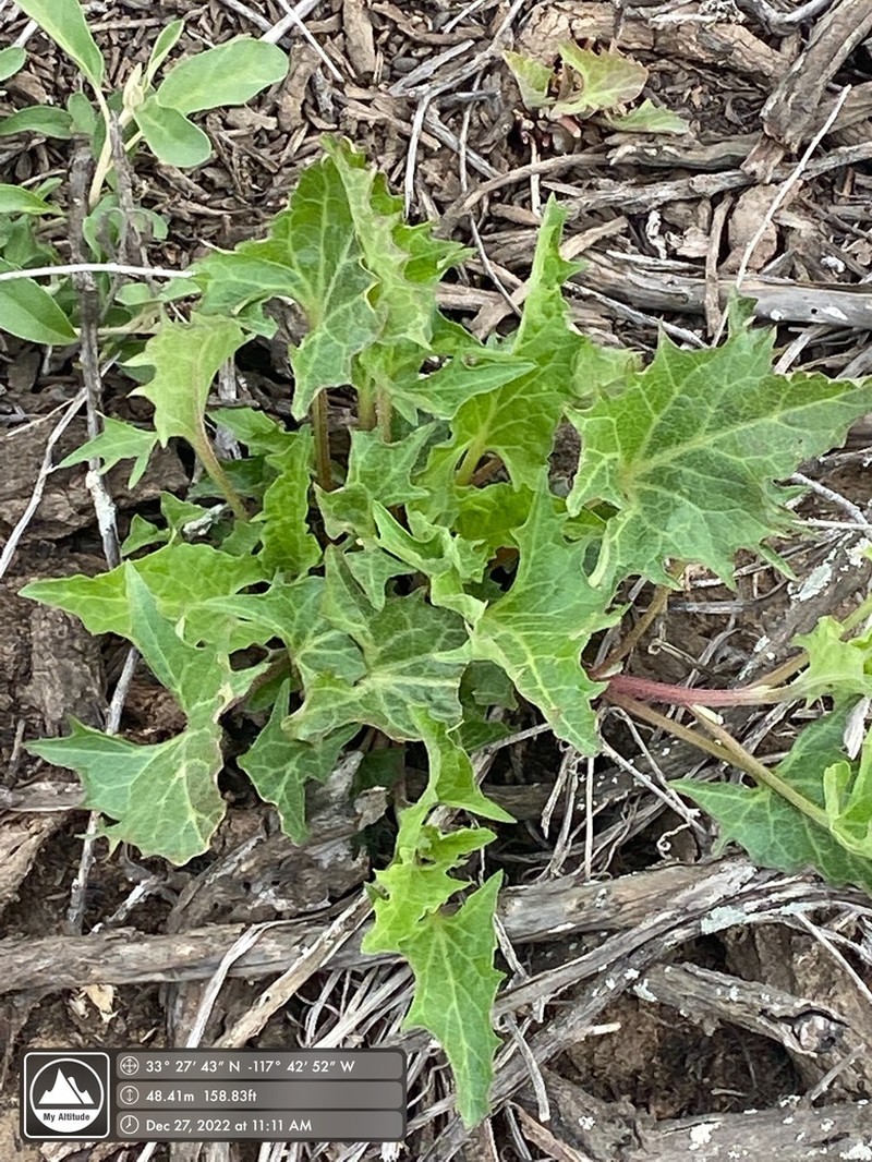 California Goosefoot photo 2