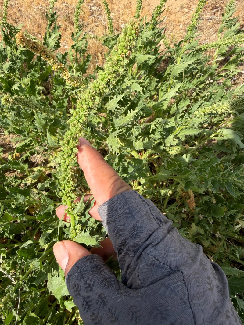 California Goosefoot photo 3