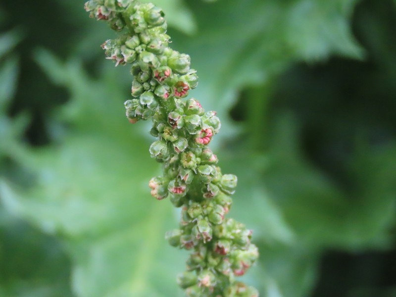 California Goosefoot photo 4