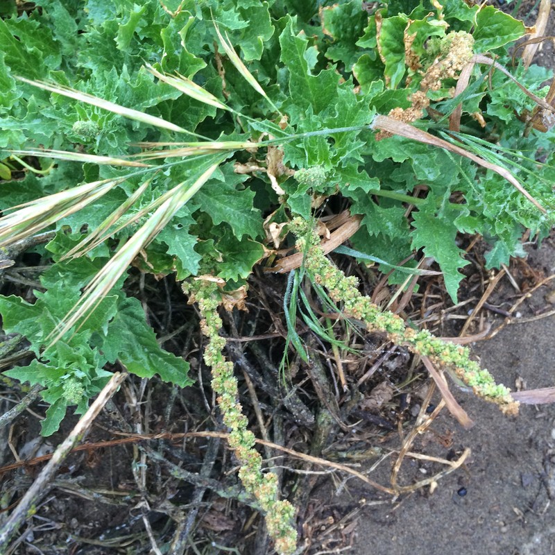 California Goosefoot photo 5