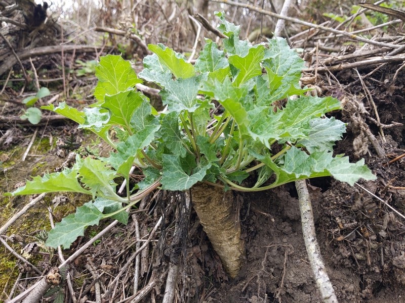 California Goosefoot photo 6