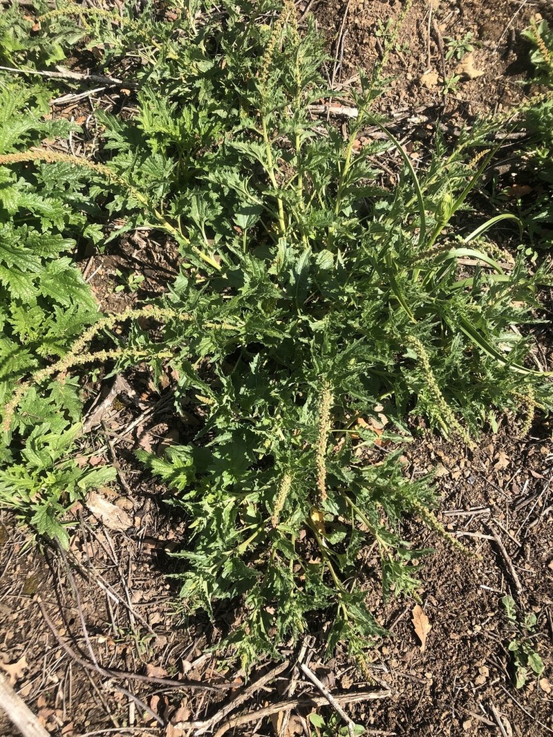 California Goosefoot photo 7
