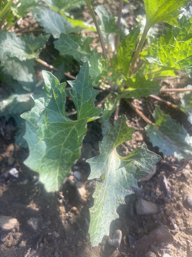 California Goosefoot photo 8