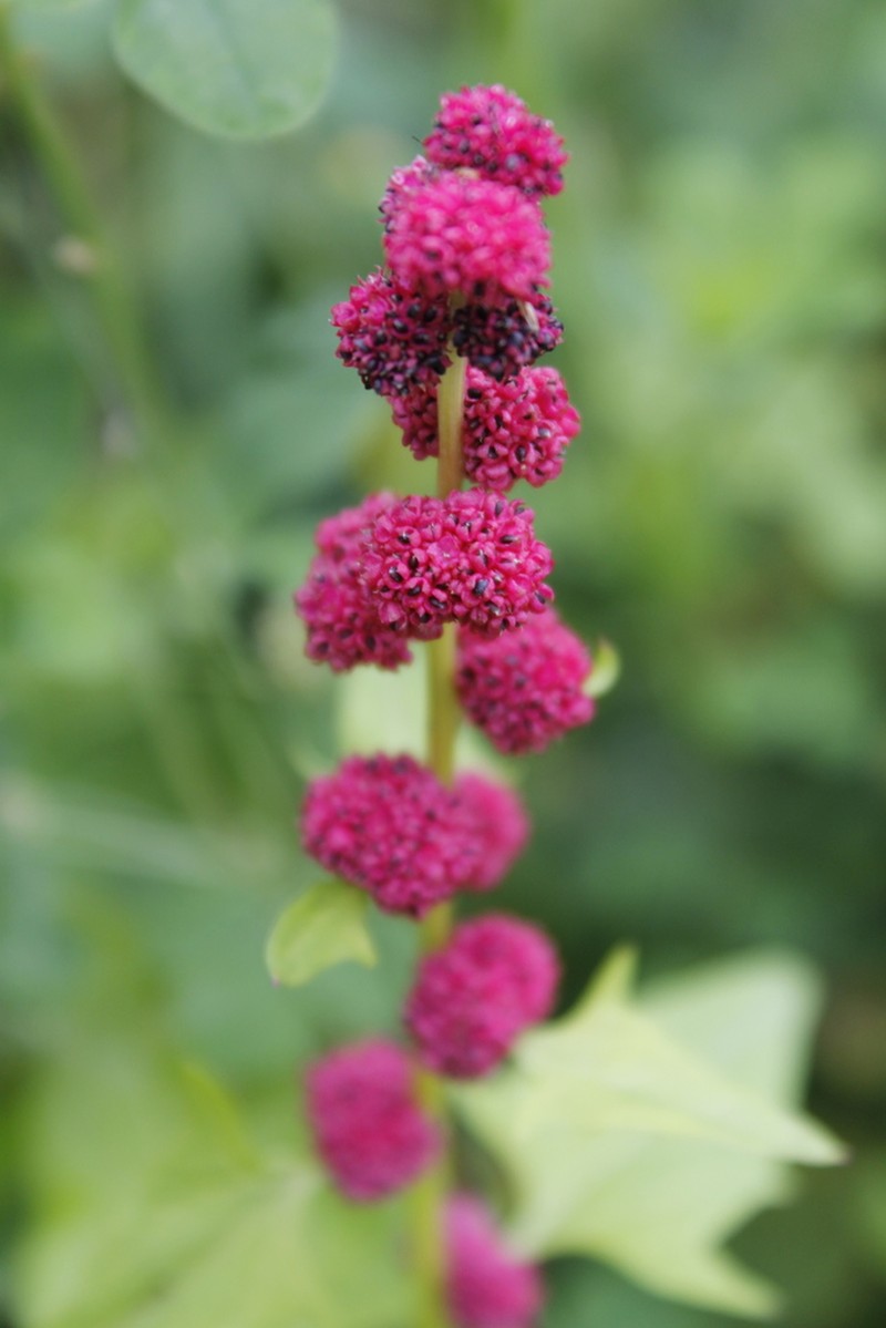 Blite Goosefoot