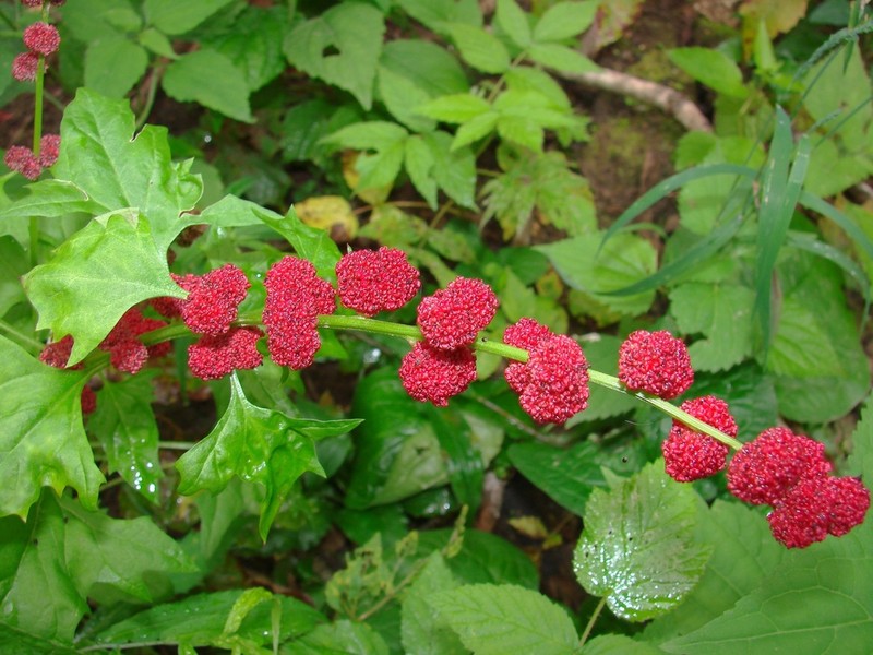 Blite Goosefoot photo 2
