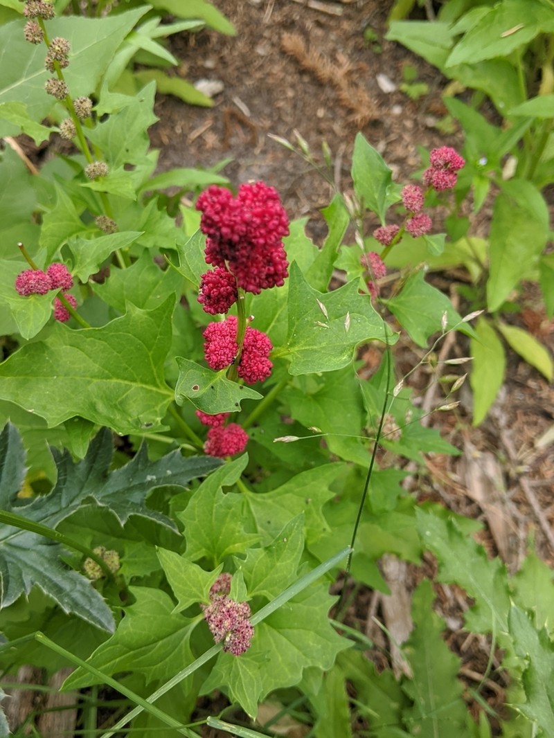 Blite Goosefoot photo 3