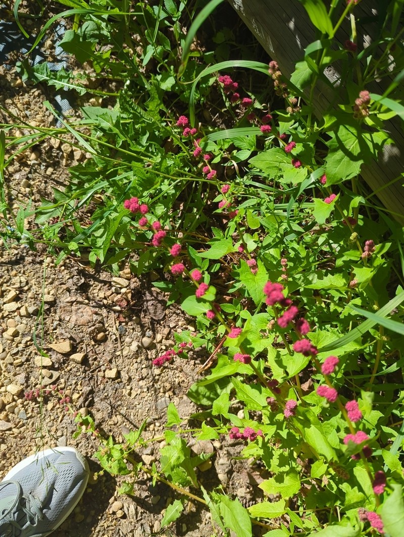Blite Goosefoot photo 4