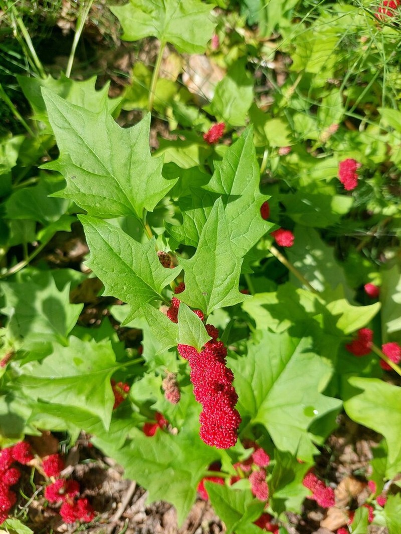Blite Goosefoot photo 5