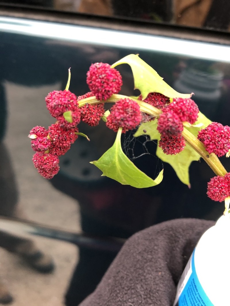 Blite Goosefoot photo 6