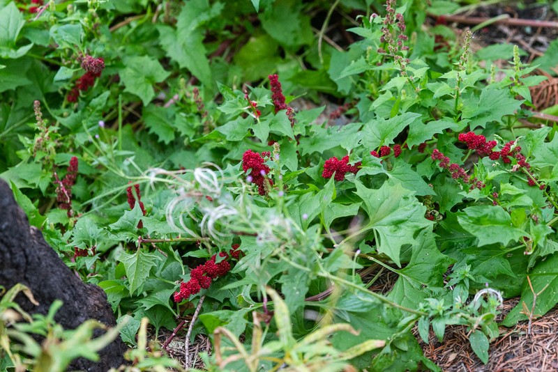 Blite Goosefoot photo 7